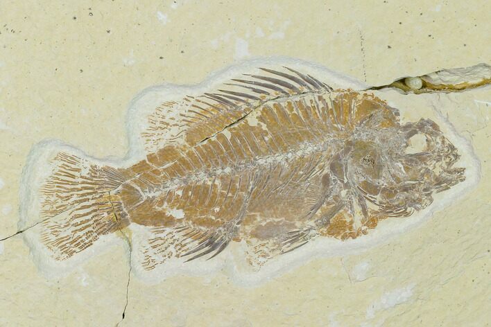 Bargain, Fossil Fish (Cockerellites) - Wyoming #138685